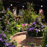 Garden of Purple Flowers