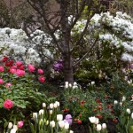 Tulip Landscape
