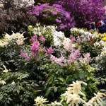 Purple and White Landscape
