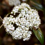 Close-Up of White Flowers