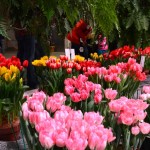 Potted Tulips