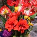 Beautiful Potted Flowers