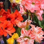 Beautiful Pink and Red Potted Flowers