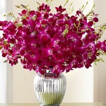 Exotic Breeze Orchids