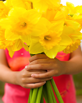 daffodil-days
