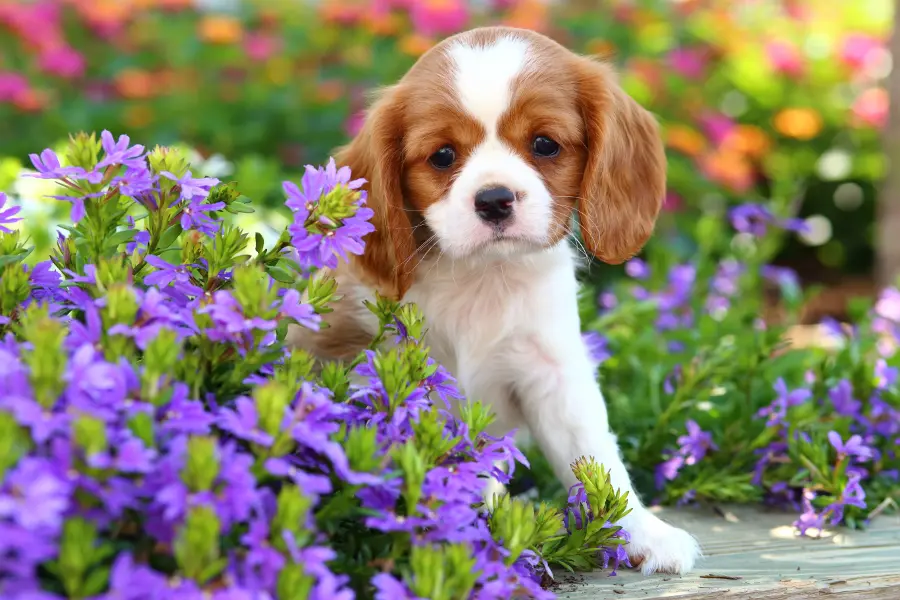 Gardening with dogs with dog and flowers