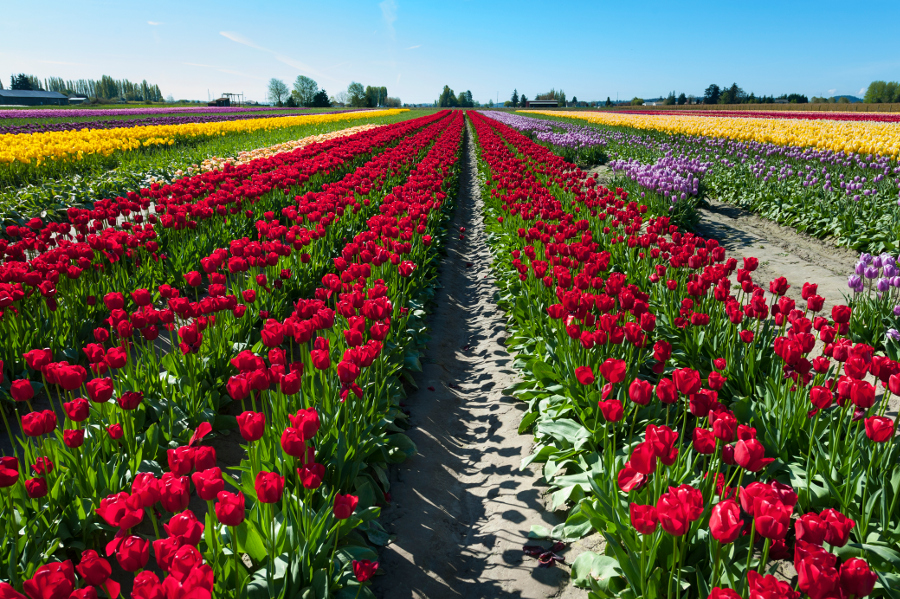 Tulip Festival- Fields of Tulips