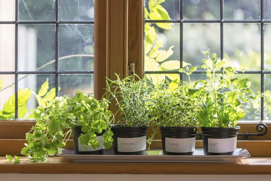 herbs-for-an-indoor-herb-garden