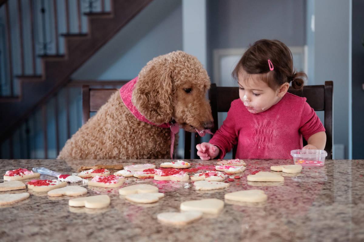 Pretty little girl taste cookies with her dog during Valentine's day. The photo can also go for a surprise of mother's and father's day. She is nearly 3 years old . She is sit on a kitchen counter. Her face is dirty with cream. Photo was taken in Quebec C