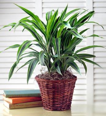 how to care for fall plants green plant1820z