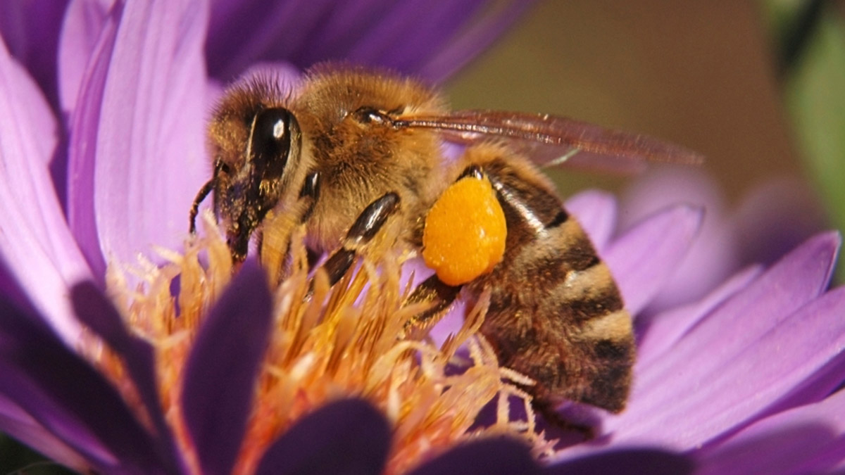how to repel horse flies
