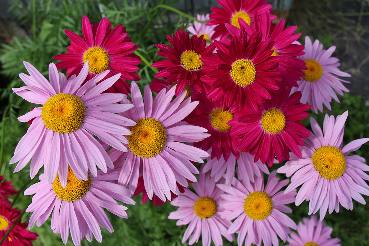 Daisy File Type 10 Types of Daisies to Grow | Petal Talk