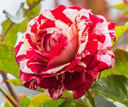 Rose Hybridization: History and How It's Done | Petal Talk