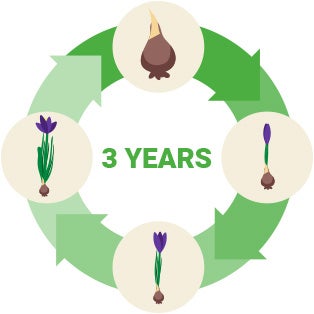 perennial bulbs life cycle