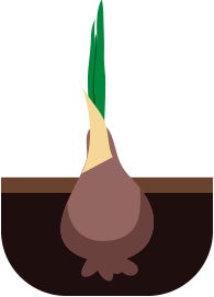 sprouting bulb