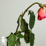 a photo of a rose with a bent neck