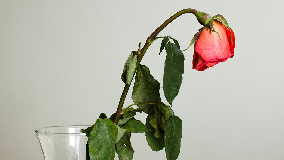 How to Save Roses with Bent Necks, Rose Care