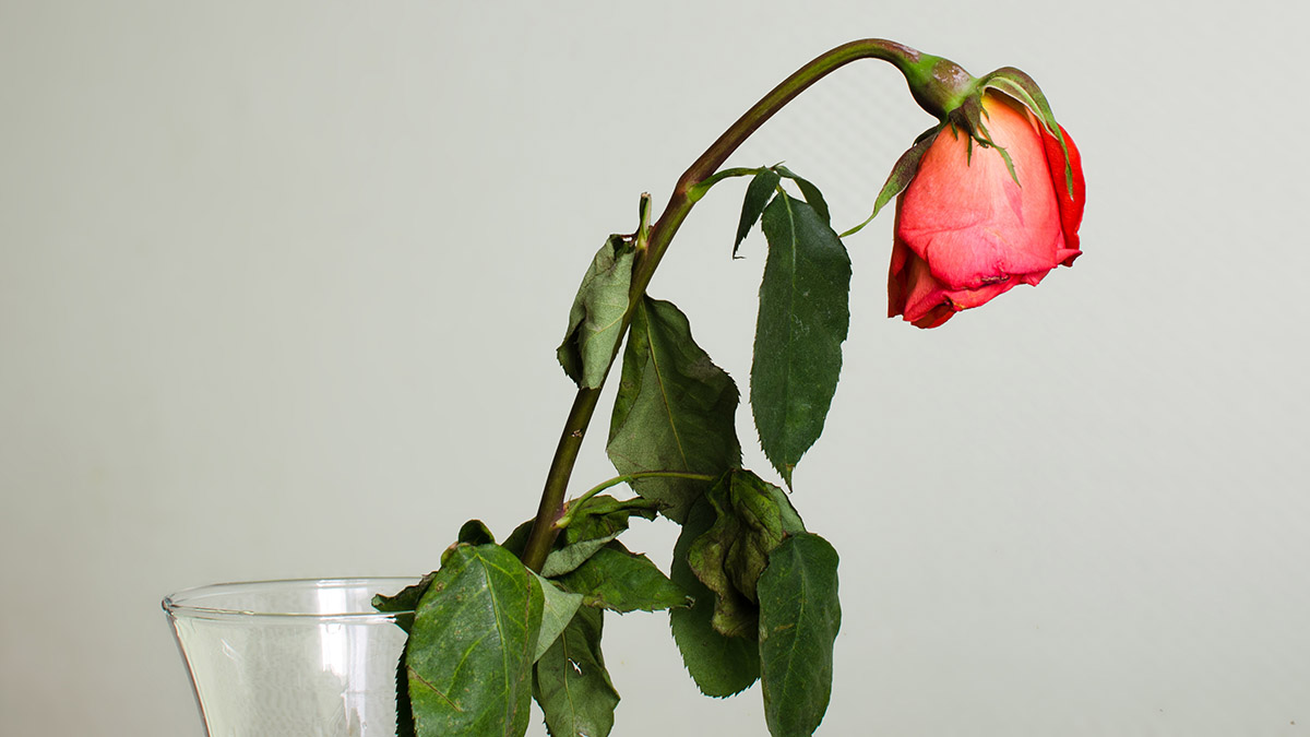 a photo of a rose with a bent neck