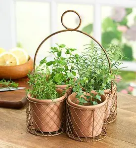 grow herbs in the house