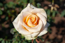 Types of Roses: How to Identify and Care For Them