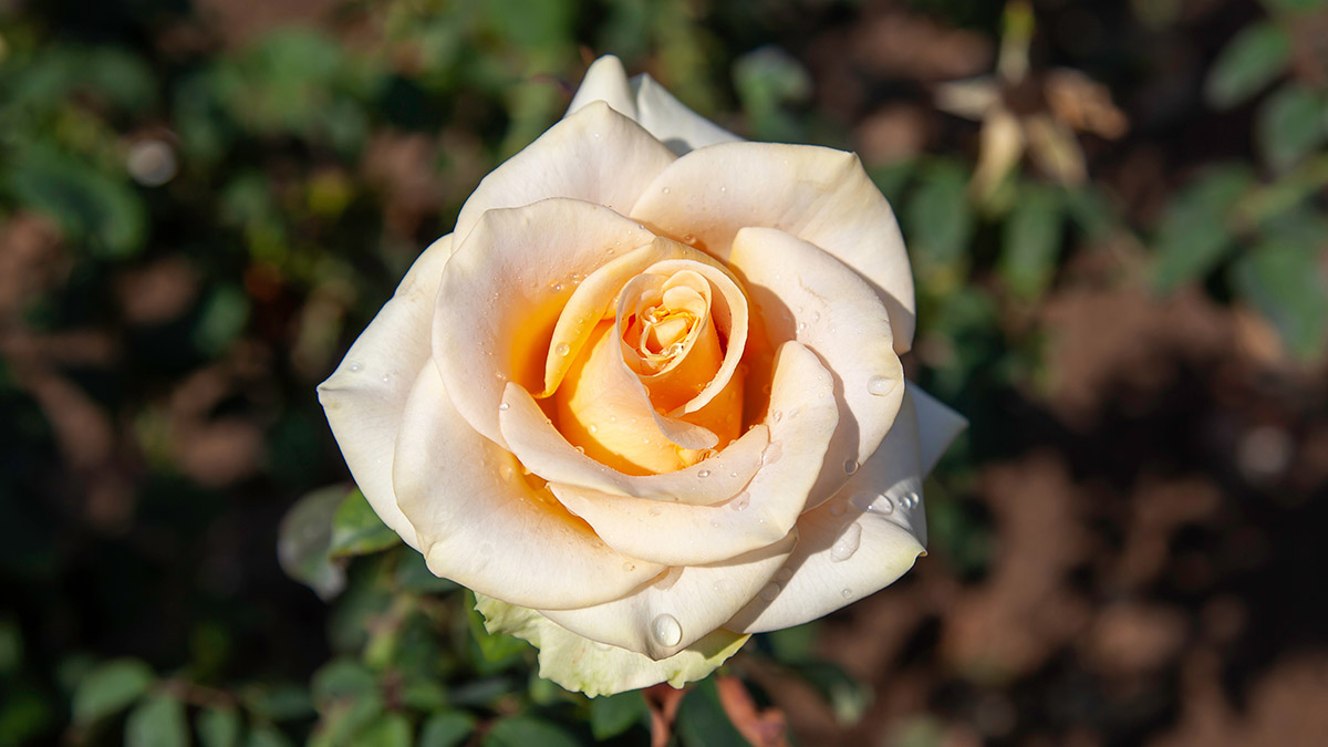 Leaves curling up on my Rose plant, Growing Guides