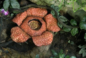 World's Biggest Flower