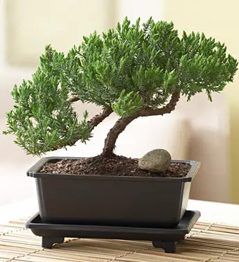 Green Mound Juniper Bonsai