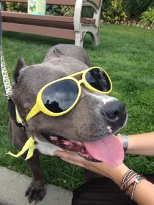 smiling dog with sunglasses
