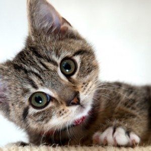 Cute little kitten 