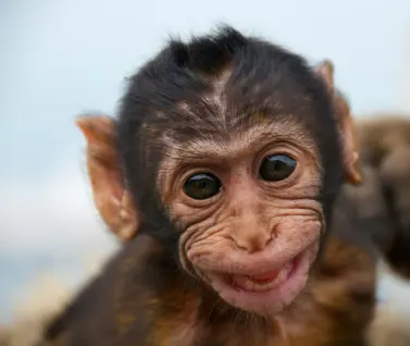 smiling baby monkey