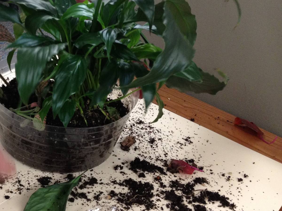 How To Repot A Plant A Guide To Transplanting Plants