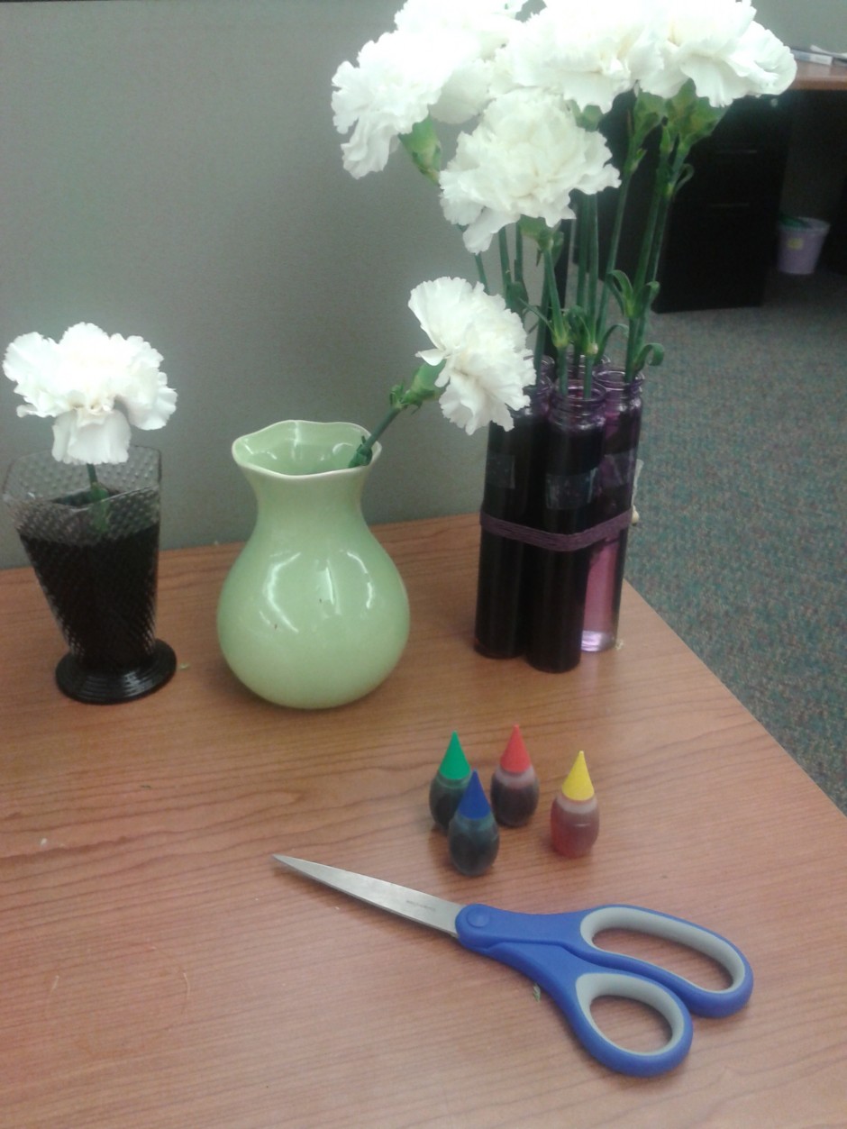 How to Dye Flowers, StepbyStep DIY Flower Crafts Petal Talk