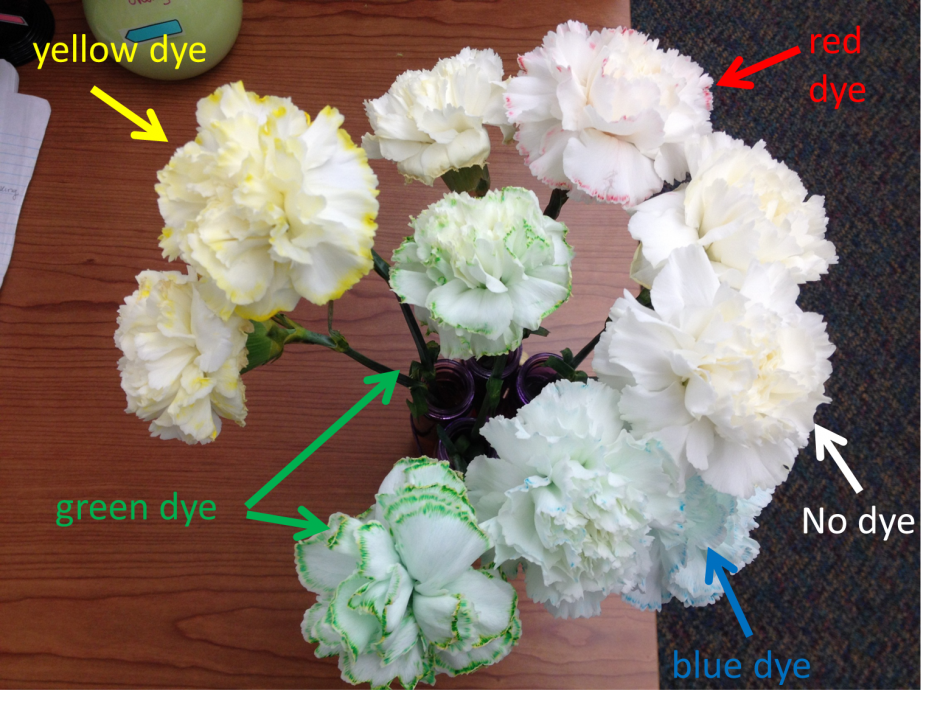 How to Dye Flowers, StepbyStep DIY Flower Crafts Petal Talk