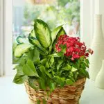 Get tips on how to keep plants alive!