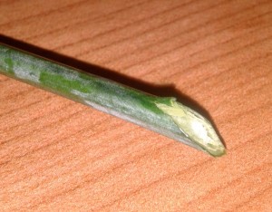 angled flower stem