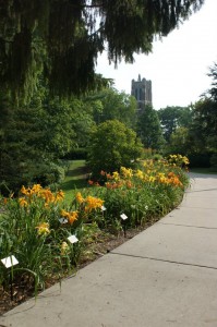 Al and Jean Goldner Daylily Collection