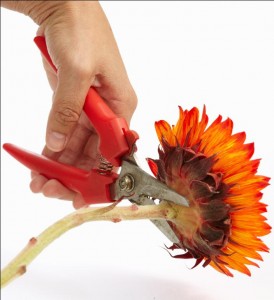 Start by cutting the stem of the sunflower.