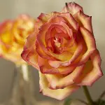 a photo of wax flowers with wax roses and succulents