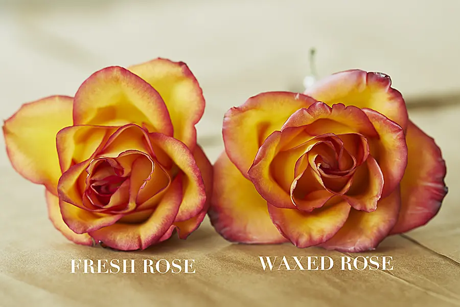 a photo of wax flowers with a wax rose vs. fresh rose