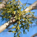 Mistletoe Growing on a Tree