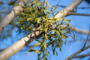 Mistletoe Growing on a Tree