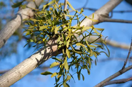Mistletoe Growing on a Tree