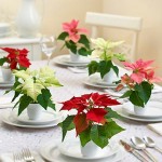 Poinsettia Party Pack