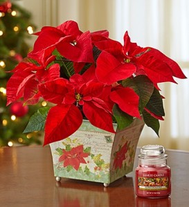 Holiday-traditions-poinsettia-101451