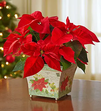 Holiday-traditions-poinsettia