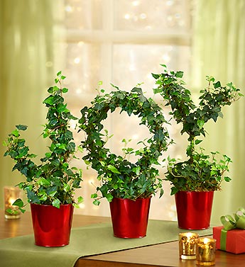 popular christmas flowers with Joy to the World Ivy Topiary