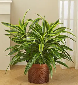 dracaena-floor-plant-winter-care-101073z