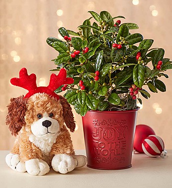 popular christmas flowers with holly