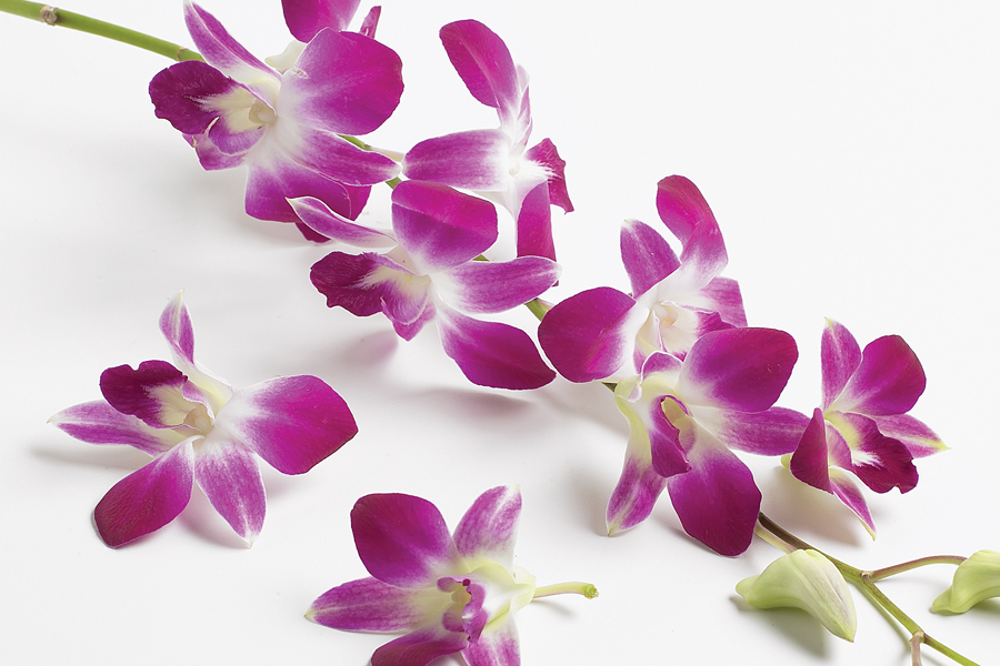 stringing orchids for floral lei