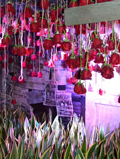 Close-Up of Hanging Roses